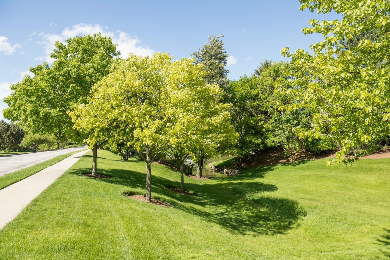 landscaping with trees